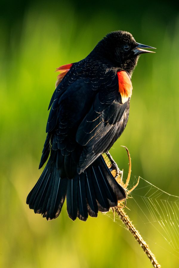 Close up portrait of a Blackbird thumbnail