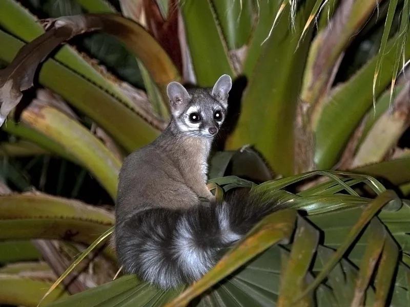 A wild ringtail cat (the Arizona State Mammal) in a palm tree ...