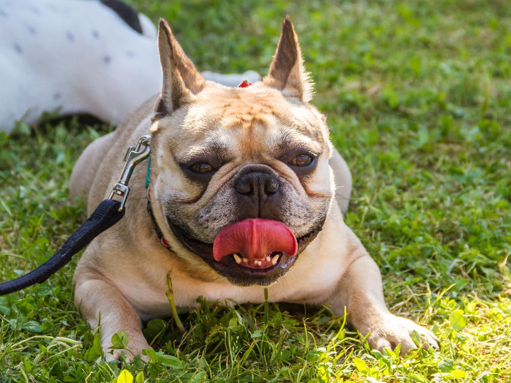 An image of of a panting french bull dog laying belly-down in the grass