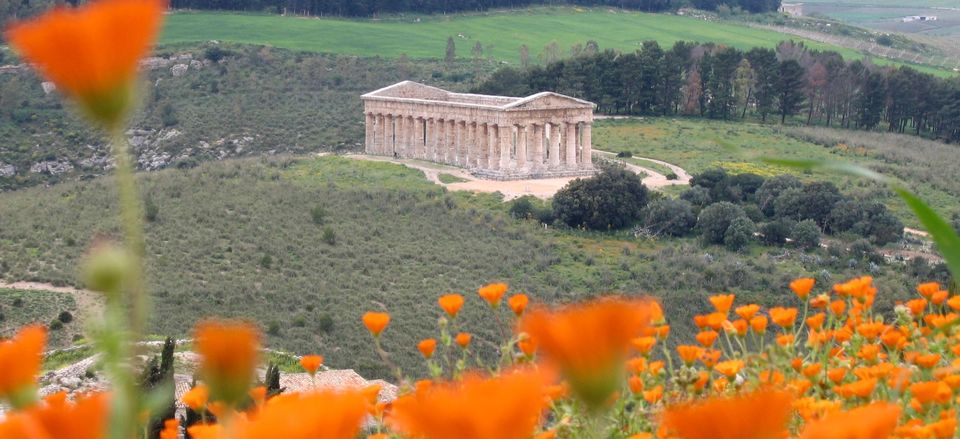  The Temple of Segesta in western Sicily is situated amid a landscape of wildflowers during the spring. 