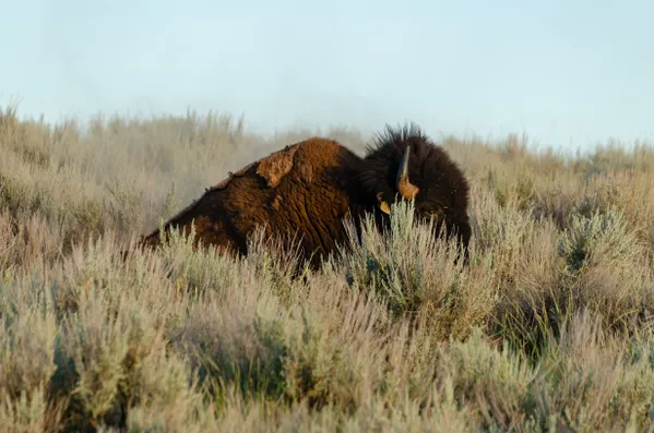 Buffalo Sage thumbnail