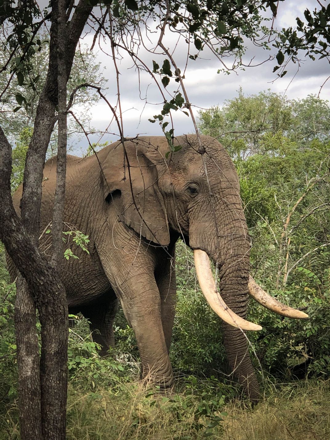 Large Docile Bull Elephant | Smithsonian Photo Contest | Smithsonian