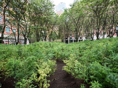 A forest grows in miniature at Metrotech Commons in Brooklyn for Spencer Finch’s “Lost Man Creek."