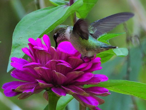 Female Ruby Throated Hummingbird With Zinnia thumbnail