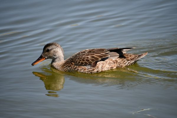 Peaceful duck thumbnail