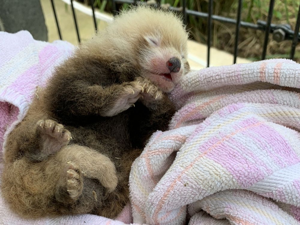 The Smithsonian Conservation Biology Institute welcomed many new animals in 2019, including this endangered red panda cub. (Smithsonian's National Zoo and Conservation Biology Institute).