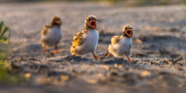 Common tern chicks thumbnail