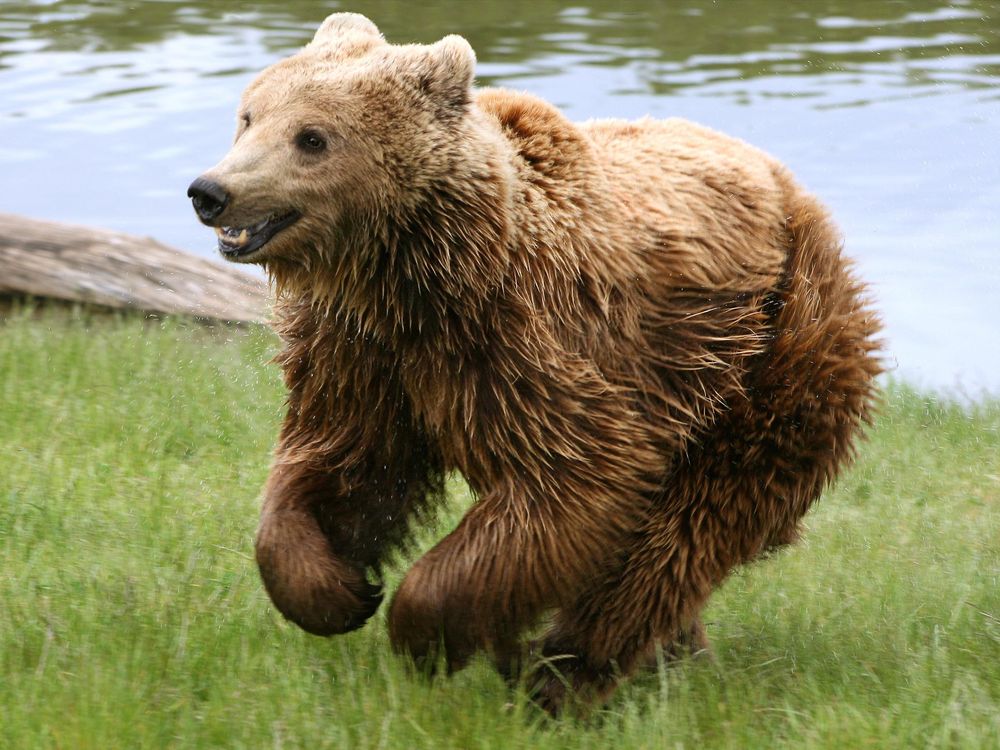 Mama Bears Use Humans To Keep Their Cubs Safe