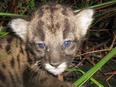 20110520102410pantherkitten.jpg