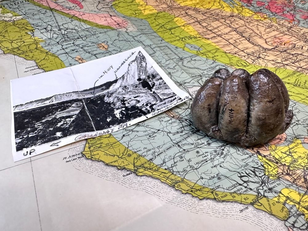 A large, brown tooth sits on top of a colorful map of the California coast