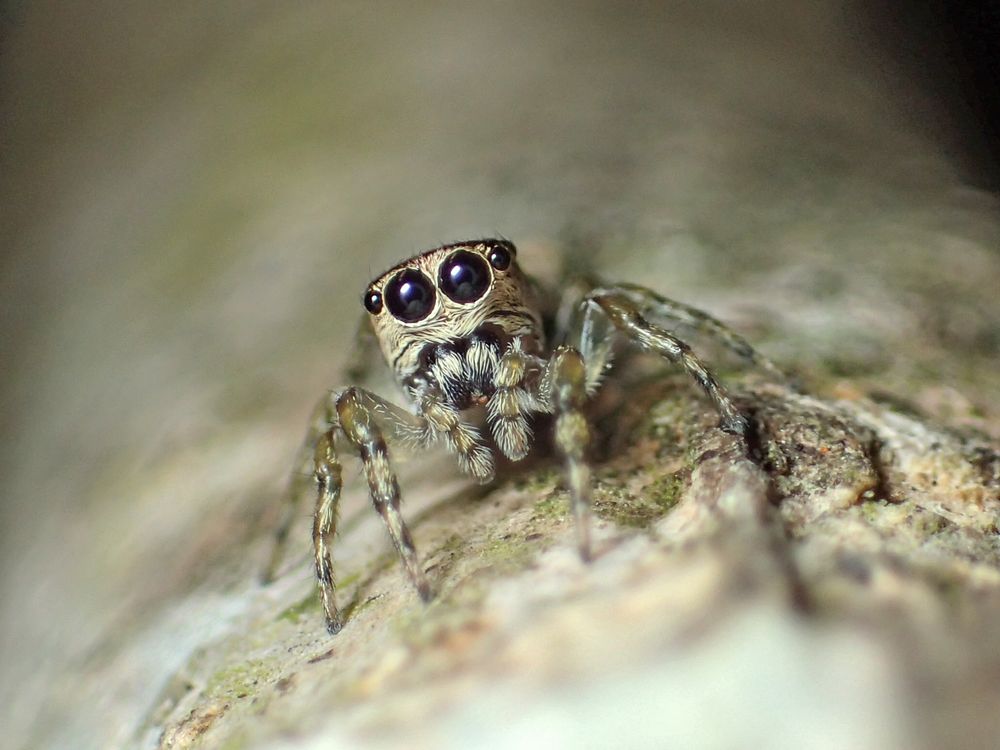 A close up of a female jumping spider called Guriurius minuano. The spider has large black beady eyes and a tan colored body.