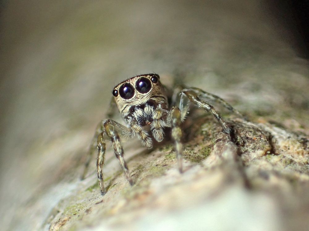 Un gros plan d'une araignée sauteuse femelle appelée Guriurius minuano.  L'araignée a de grands yeux noirs et un corps de couleur beige.