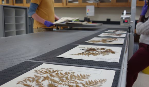 Multiple pages of paper adorned with brown and yellow pressed plant specimens sit, one after the other, on a dark gray table-like surface. In the background are two people with purple gloves on.