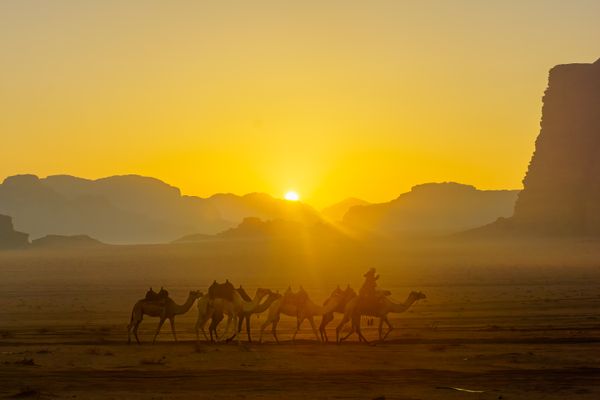 Camel caravan at sunrise in Wadi Rum desert park thumbnail