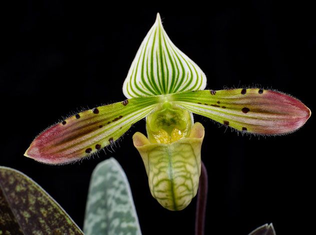 Paphiopedilum venustum