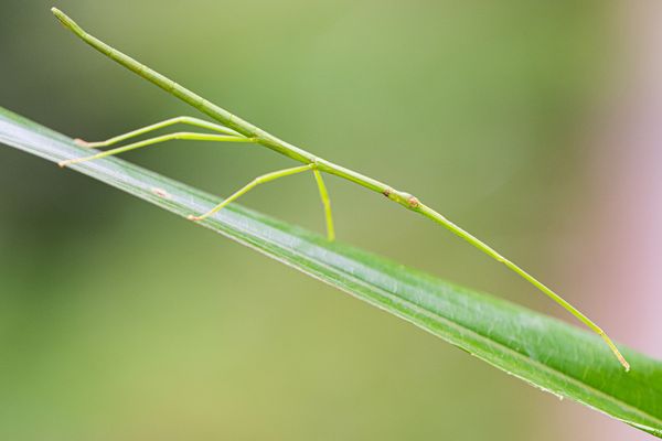 Stick Insect - Master of Camouflage thumbnail