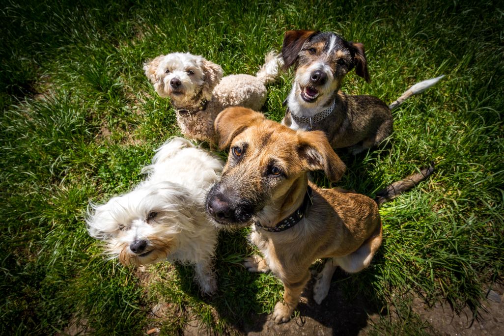 Dog Breeds