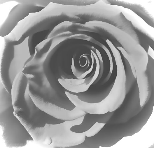 The beauty of a rose thumbnail