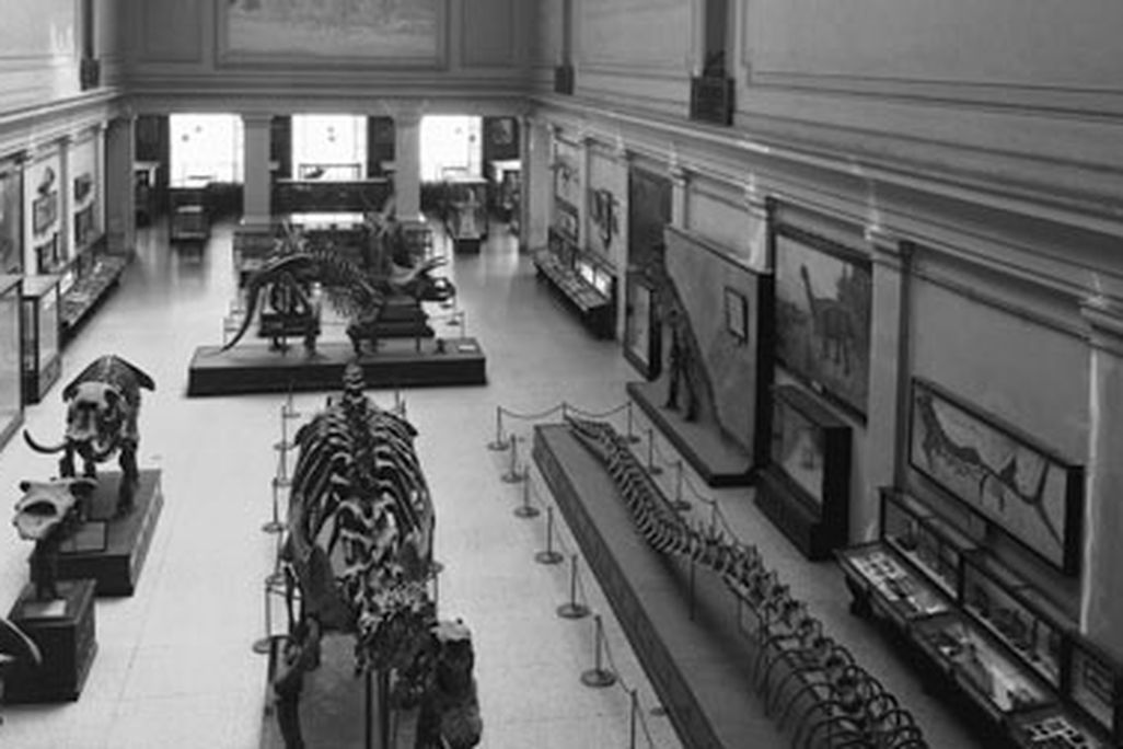 The Dinosaur Hall