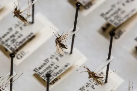 The Smithsonian’s National Mosquito Collection has about 1.9 million specimens from around the world that researchers use to study diseases like malaria.