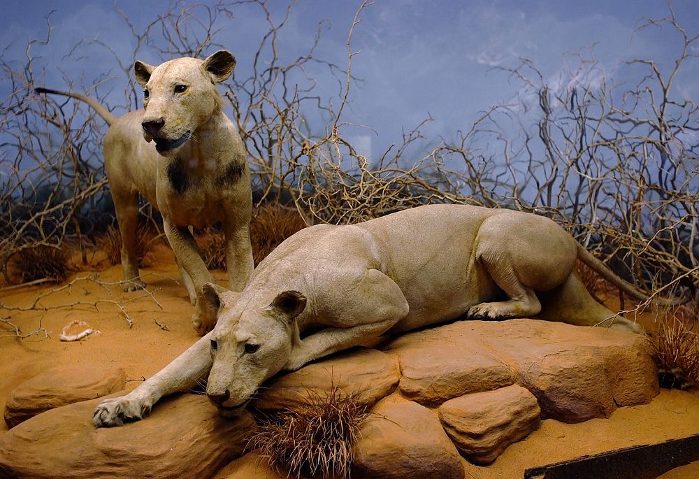 Taxidermied lions in a museum