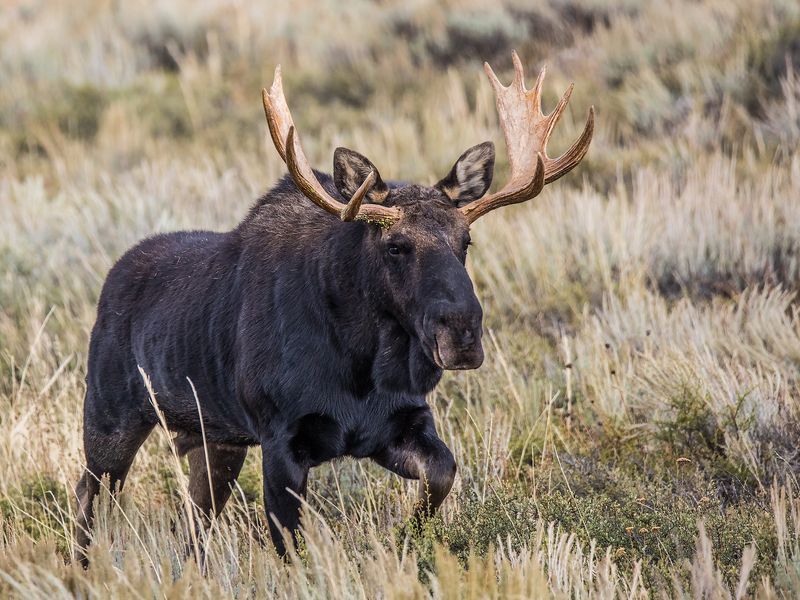 Bull Moose | Smithsonian Photo Contest | Smithsonian Magazine