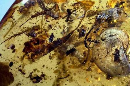 The study's authors outline three possible scenarios for the unusual fossil's formation