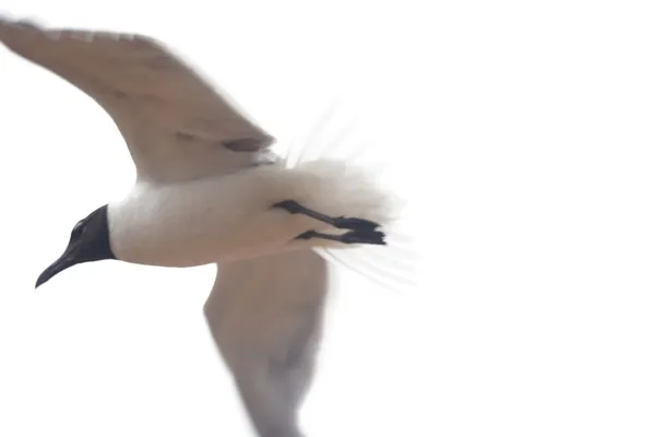 Tail feathers thumbnail