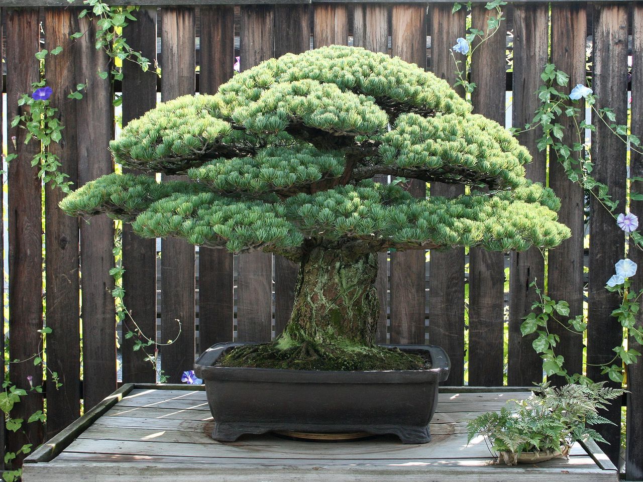 The Bonsai Tree That Survived the Bombing of Hiroshima