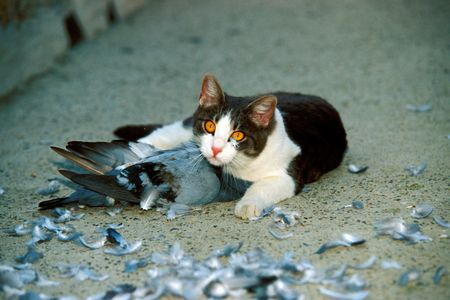 Do outdoor cats need to die?