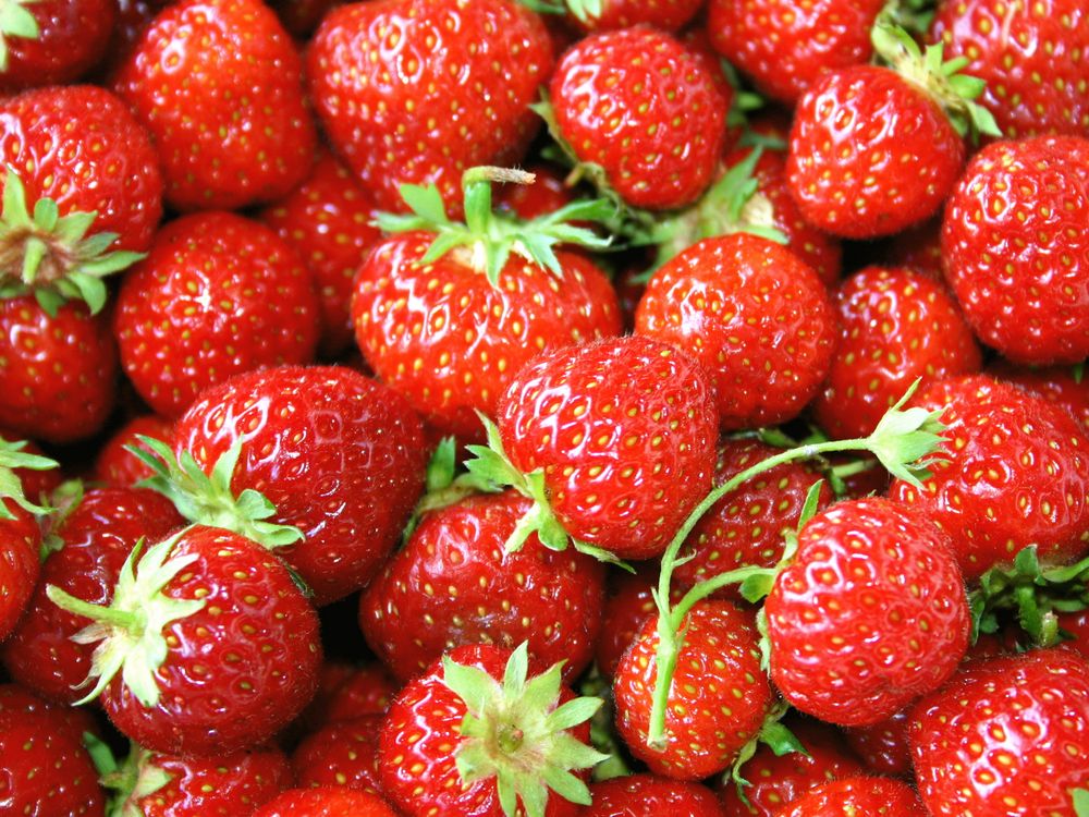 Utilizing CRISPR Know-how, Scientists Plan to Develop a Extra Sturdy Strawberry | Good Information
