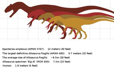 The estimated sizes of several Allosaurus specimens, including "Epanterias."