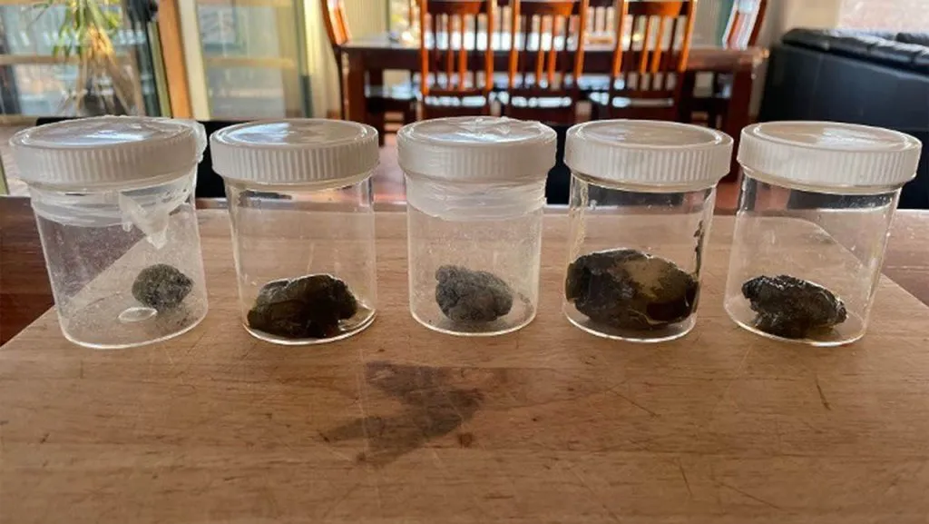 Several jars full of a dark material lined up on a counter