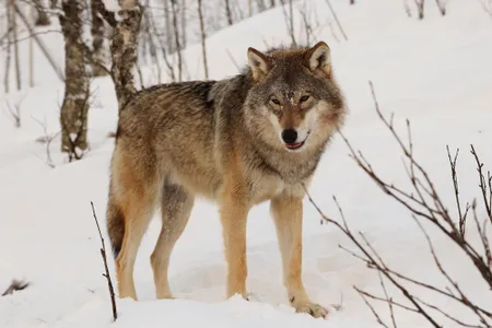 A Eurasian wolf pictured at the Polar Zoo in Bardu, Norway.