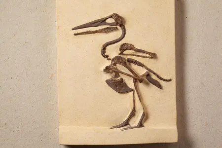 The Ichthyornis is a toothed bird that links birds with reptiles.