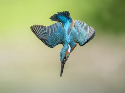 Some species of kingfisher hunt for fish by diving head-first into the water as quickly as 25 miles per hour.