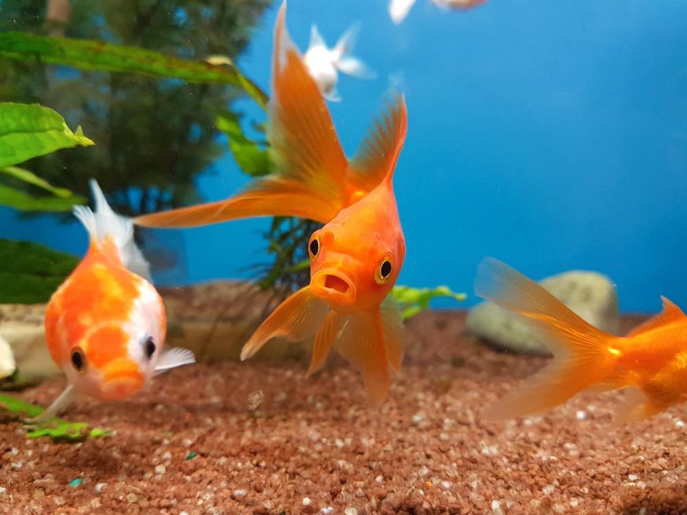 goldfish in tank