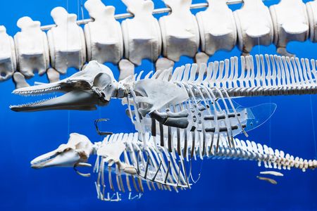 The handbones seen in the whale model in the center of this image tell the curious story of how whales went from land to water.