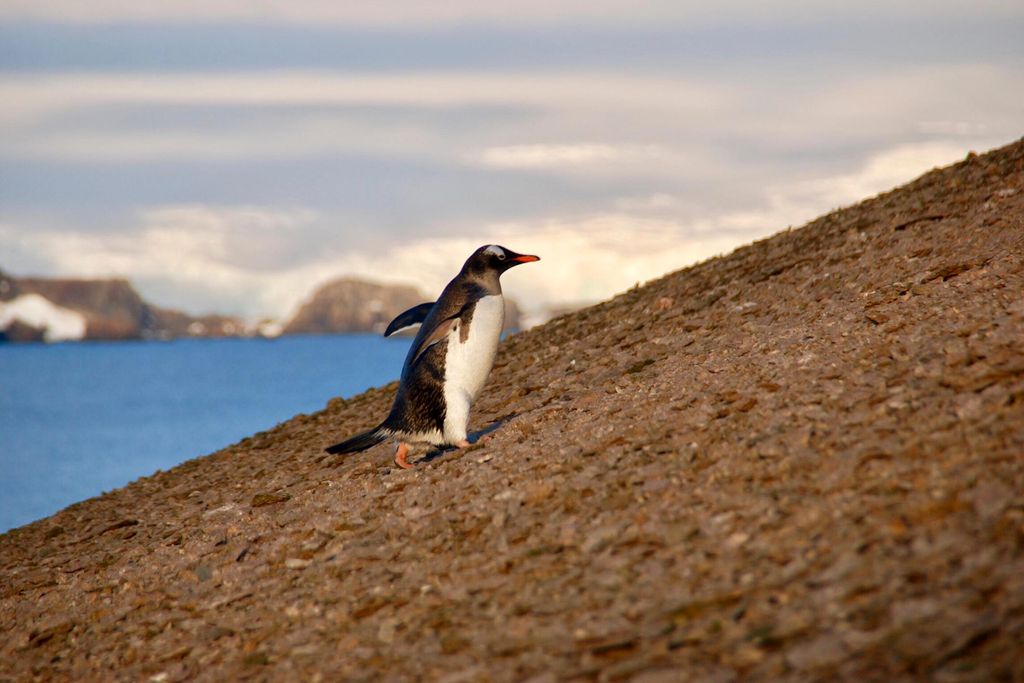 Gentoo trying to fly