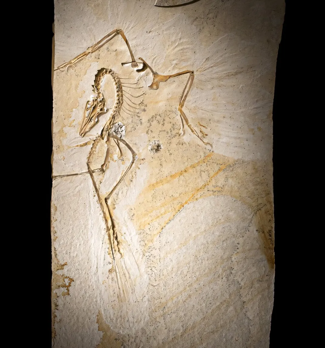 The Chicago Archaeopteryx.