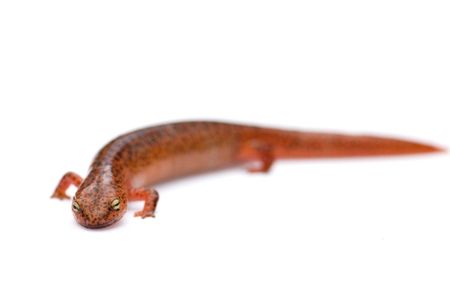 U.S. species, like this red salamander, may be at risk as a new form of deadly amphibian fungus spreads.