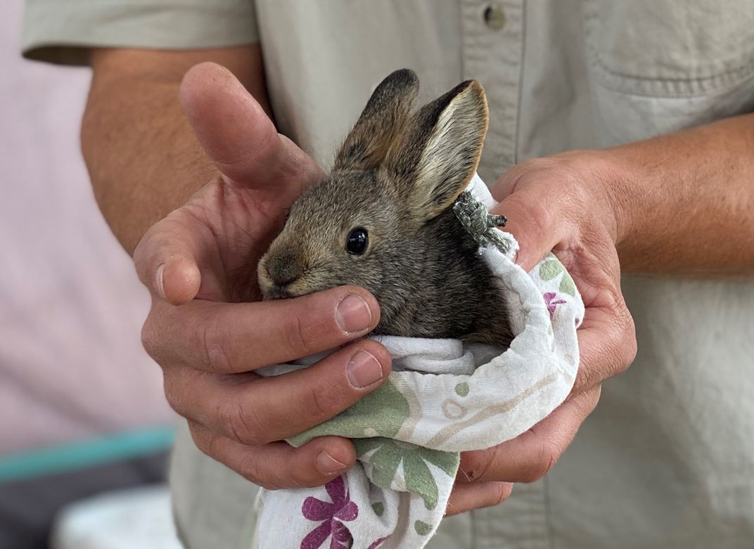 A rabbit wrapped in a towel fits easily in the hands of a caretaker.