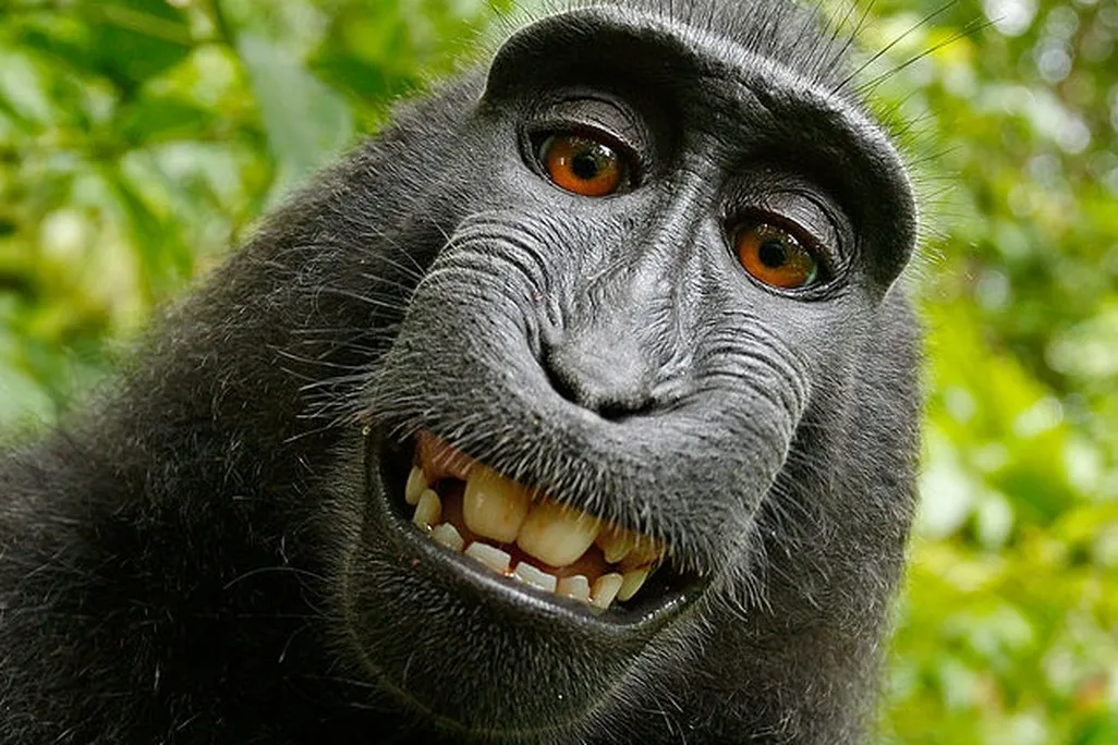 monkey