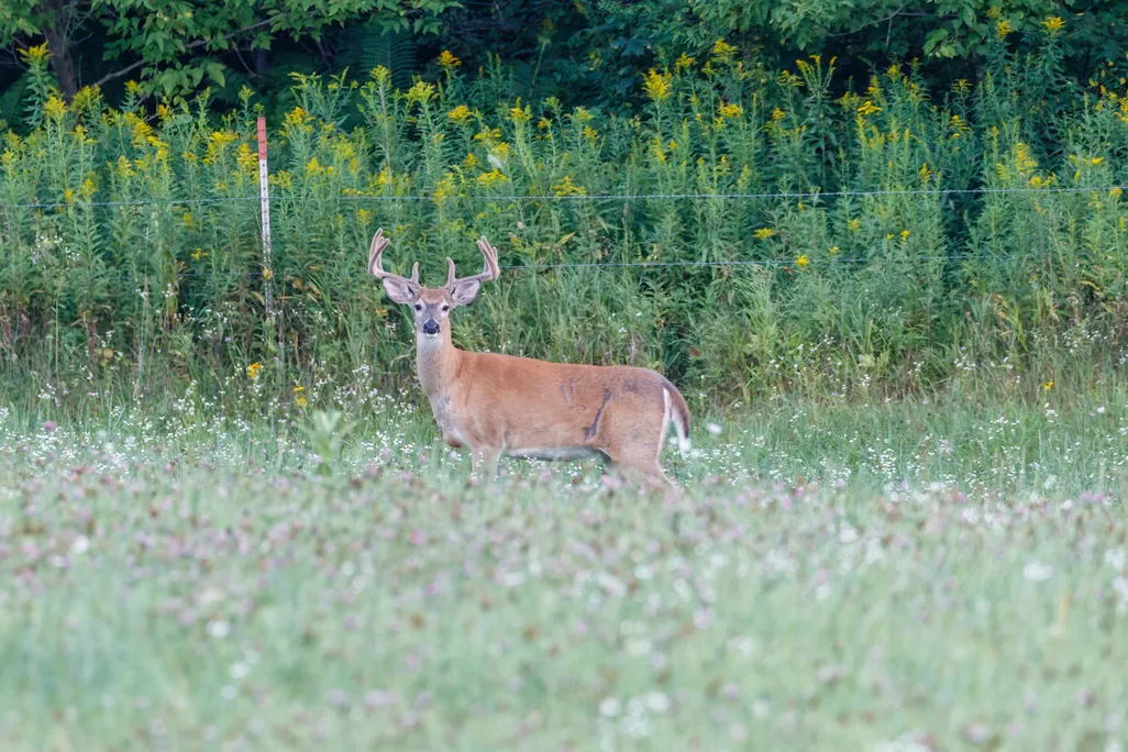 Deer standing in a field of grass