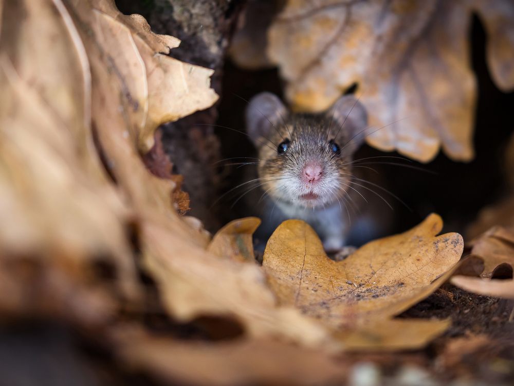 a mouse looking out from in between fallen brown leaves