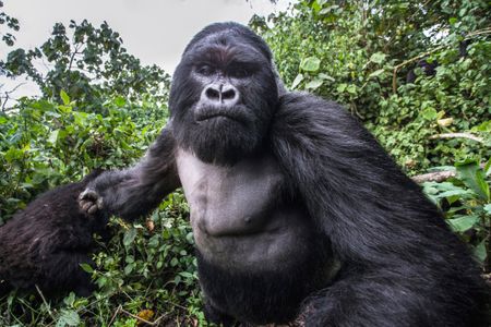 Wildlife photographer Christophe Courteau, 46, was taking snaps of a group of silverback gorillas in the forest of Volcanoes National Park in Rwanda when the alpha male of the family began to charge at him.