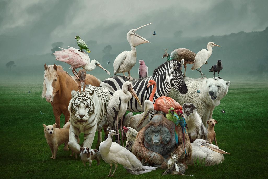 Collection of Animals