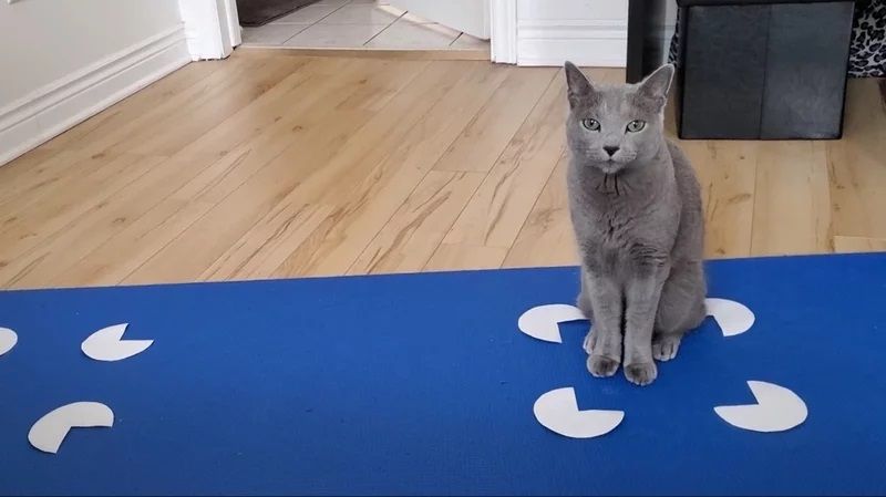 A gray cat sits in a Kanisza square, which is made of four Pac-Man-like circles with a right angle cut out of them positioned to look like the four corners of a square.