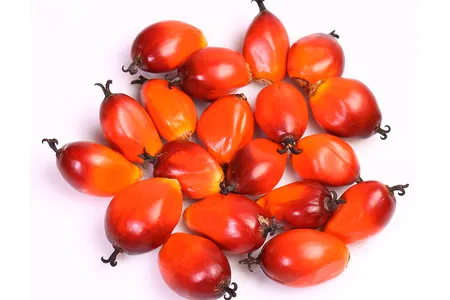 Palm oil is extracted from the fruit of oil palm trees.
