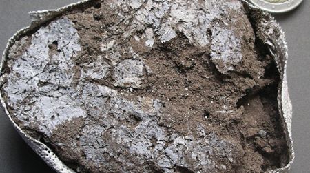 Fossil leaves from the 77,000-year-old mattress